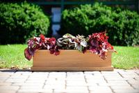 Teak Planter Box - 24x8x8